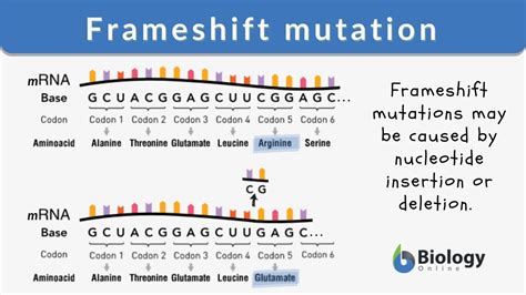 do substitution mutations result in frameshift|Frameshift Mutagenesis: The Roles of Primer–Template .